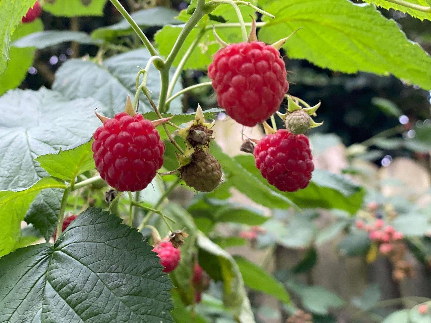 Predaj domu 100 m², pozemek 124 m², Döringweg 7d, Hamburg, Hamburg Predaj domu 100 m², pozemek 124 m², Döringweg 7d, Hamburg, Hamburg