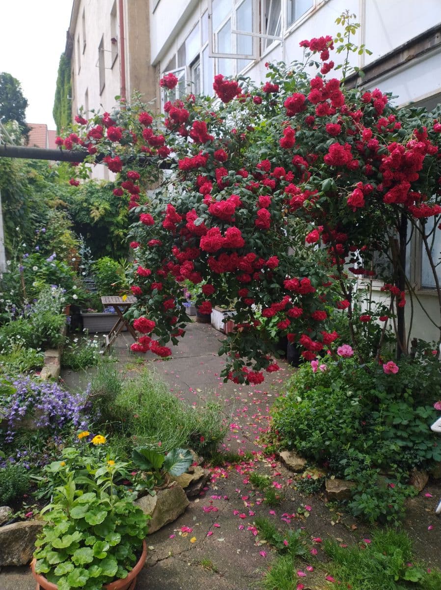 Prenájom bytu 1-izbový 36 m², Šlikova, Praha, Praha Prenájom bytu 1-izbový 36 m², Šlikova, Praha, Praha