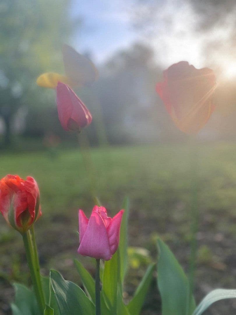 Prenájom domu 150 m², pozemek 1.000 m², Bammental, Bádensko-Wurttembersko Prenájom domu 150 m², pozemek 1.000 m², Bammental, Bádensko-Wurttembersko