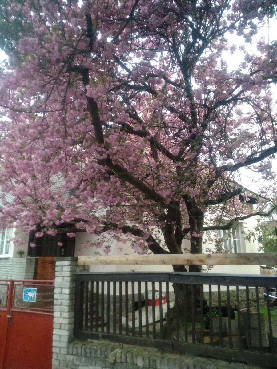 Prenájom domu 150 m², pozemek 1.000 m², Slovenská, Přeštice, Plzeňský kraj Prenájom domu 150 m², pozemek 1.000 m², Slovenská, Přeštice, Plzeňský kraj