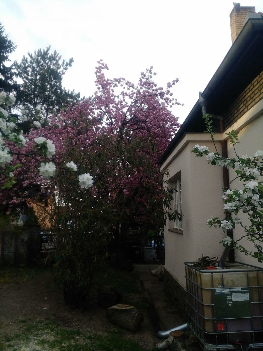 Prenájom domu 150 m², pozemek 1.000 m², Slovenská, Přeštice, Plzeňský kraj Prenájom domu 150 m², pozemek 1.000 m², Slovenská, Přeštice, Plzeňský kraj