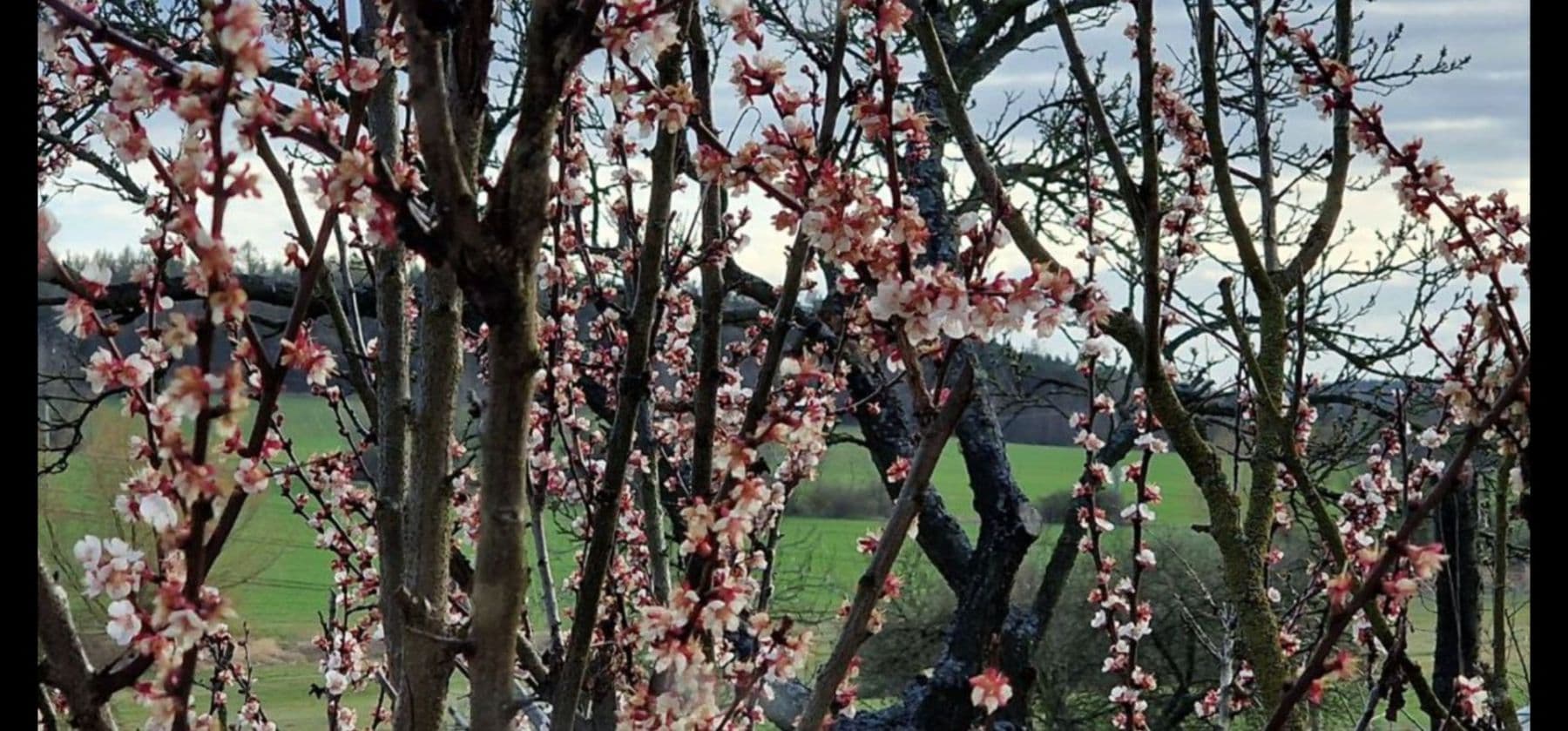 Predaj domu 125 m², pozemek 126 m², Tachlovice, Středočeský kraj Predaj domu 125 m², pozemek 126 m², Tachlovice, Středočeský kraj