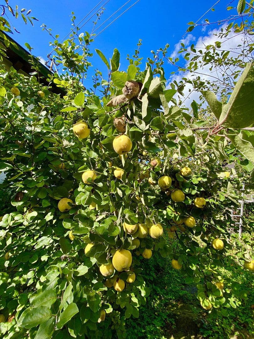 Predaj domu 240 m², pozemek 1.215 m², Panoramaweg 15, Rudersberg, Bádensko-Wurttembersko Predaj domu 240 m², pozemek 1.215 m², Panoramaweg 15, Rudersberg, Bádensko-Wurttembersko