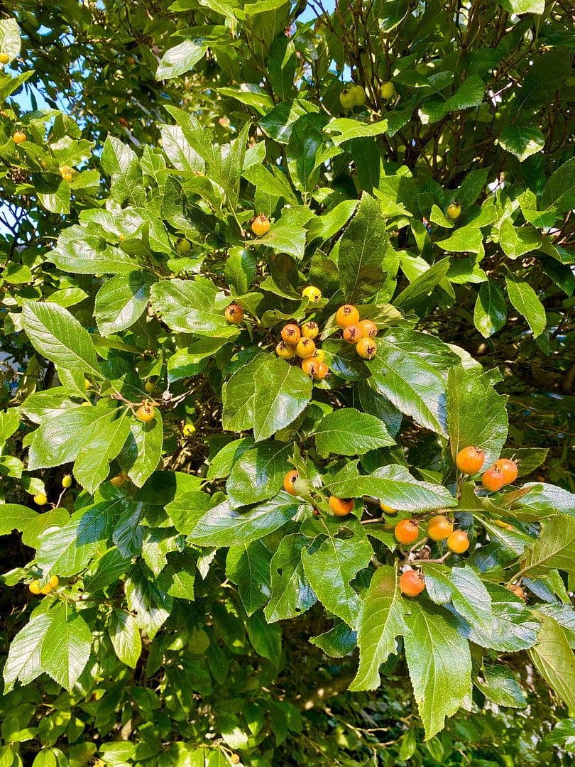 Predaj domu 240 m², pozemek 1.215 m², Panoramaweg 15, Rudersberg, Bádensko-Wurttembersko Predaj domu 240 m², pozemek 1.215 m², Panoramaweg 15, Rudersberg, Bádensko-Wurttembersko