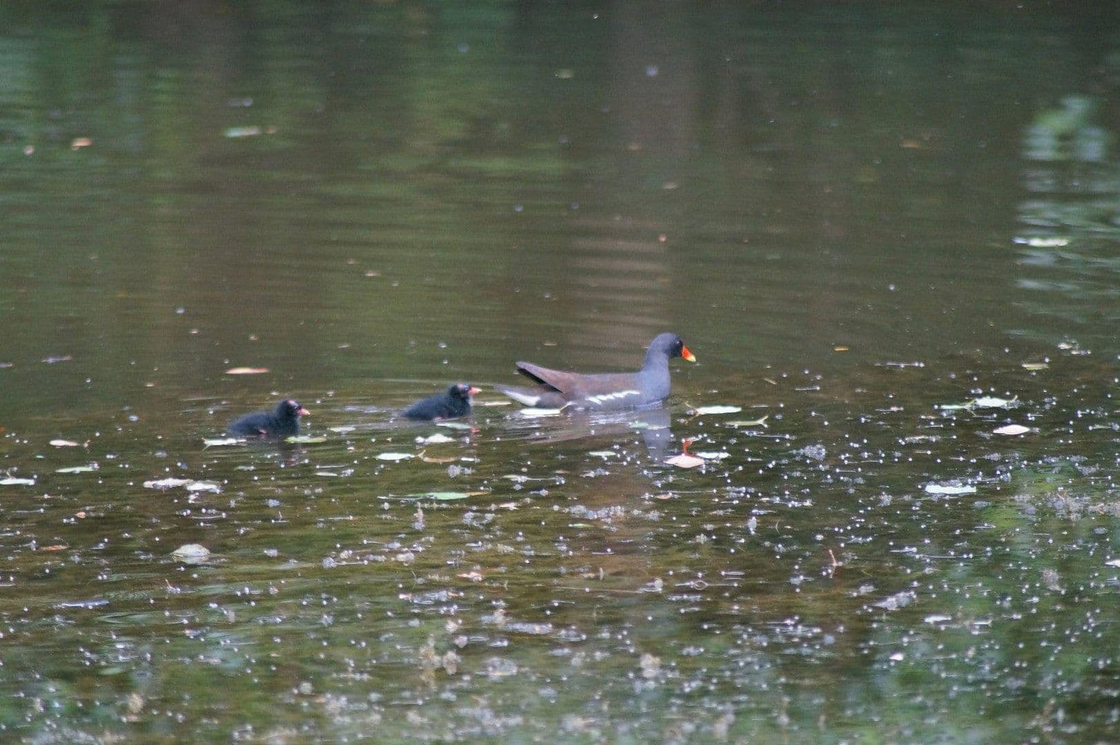 Predaj domu 250 m², pozemek 8.000 m², In der Schorbach 1c, Waldfischbach-Burgalben, Porýnie-Falcko Predaj domu 250 m², pozemek 8.000 m², In der Schorbach 1c, Waldfischbach-Burgalben, Porýnie-Falcko