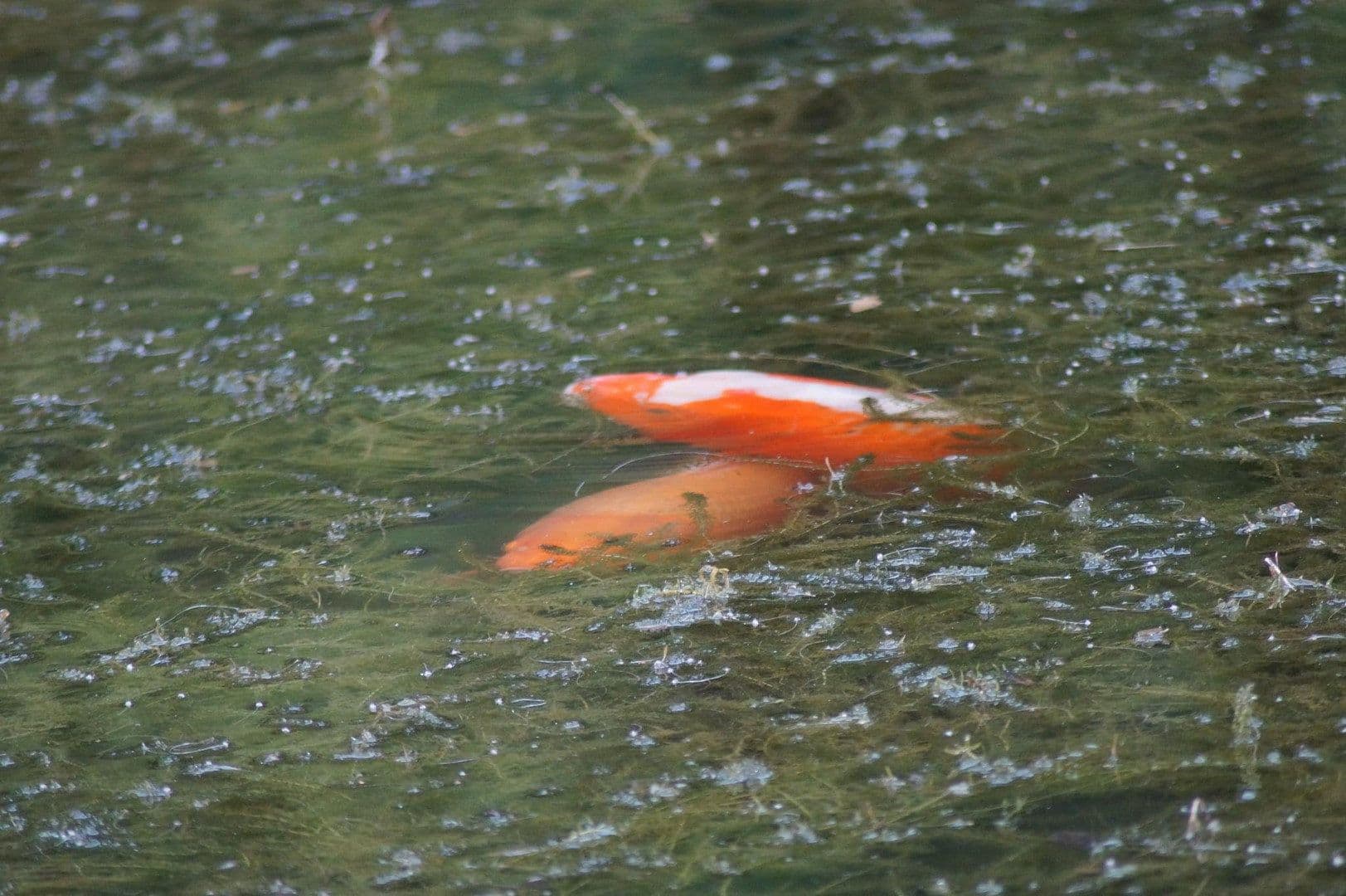 Predaj domu 250 m², pozemek 8.000 m², In der Schorbach 1c, Waldfischbach-Burgalben, Porýnie-Falcko Predaj domu 250 m², pozemek 8.000 m², In der Schorbach 1c, Waldfischbach-Burgalben, Porýnie-Falcko