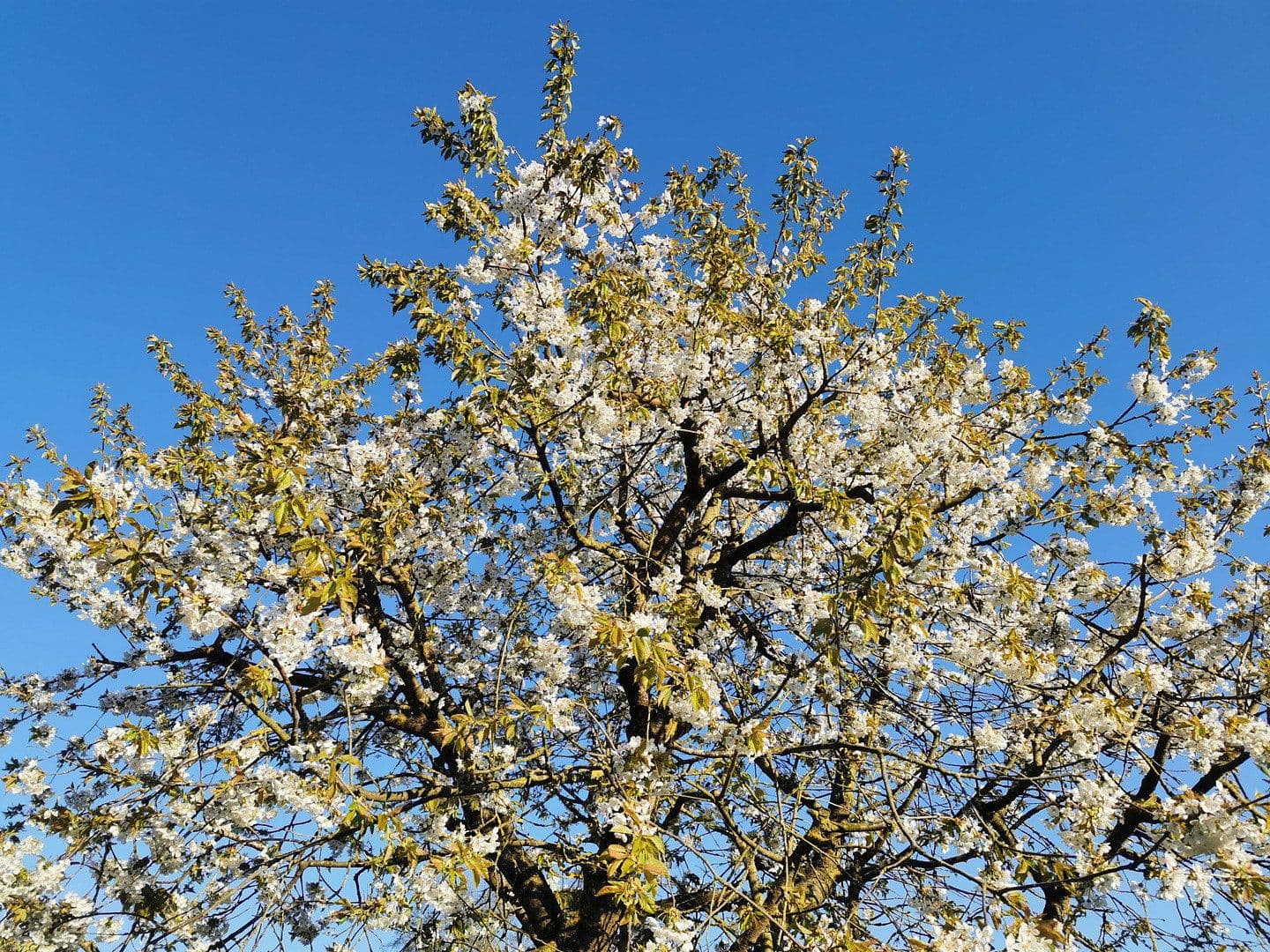 Predaj domu 125 m², pozemek 566 m², Lübeck, Šlezvicko-Holštajnsko Predaj domu 125 m², pozemek 566 m², Lübeck, Šlezvicko-Holštajnsko