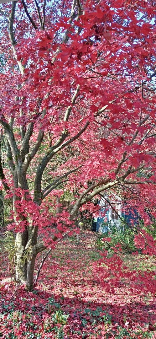 Predaj domu 133 m², pozemek 850 m², Silker Weiche 7, Reinbek, Šlezvicko-Holštajnsko Predaj domu 133 m², pozemek 850 m², Silker Weiche 7, Reinbek, Šlezvicko-Holštajnsko