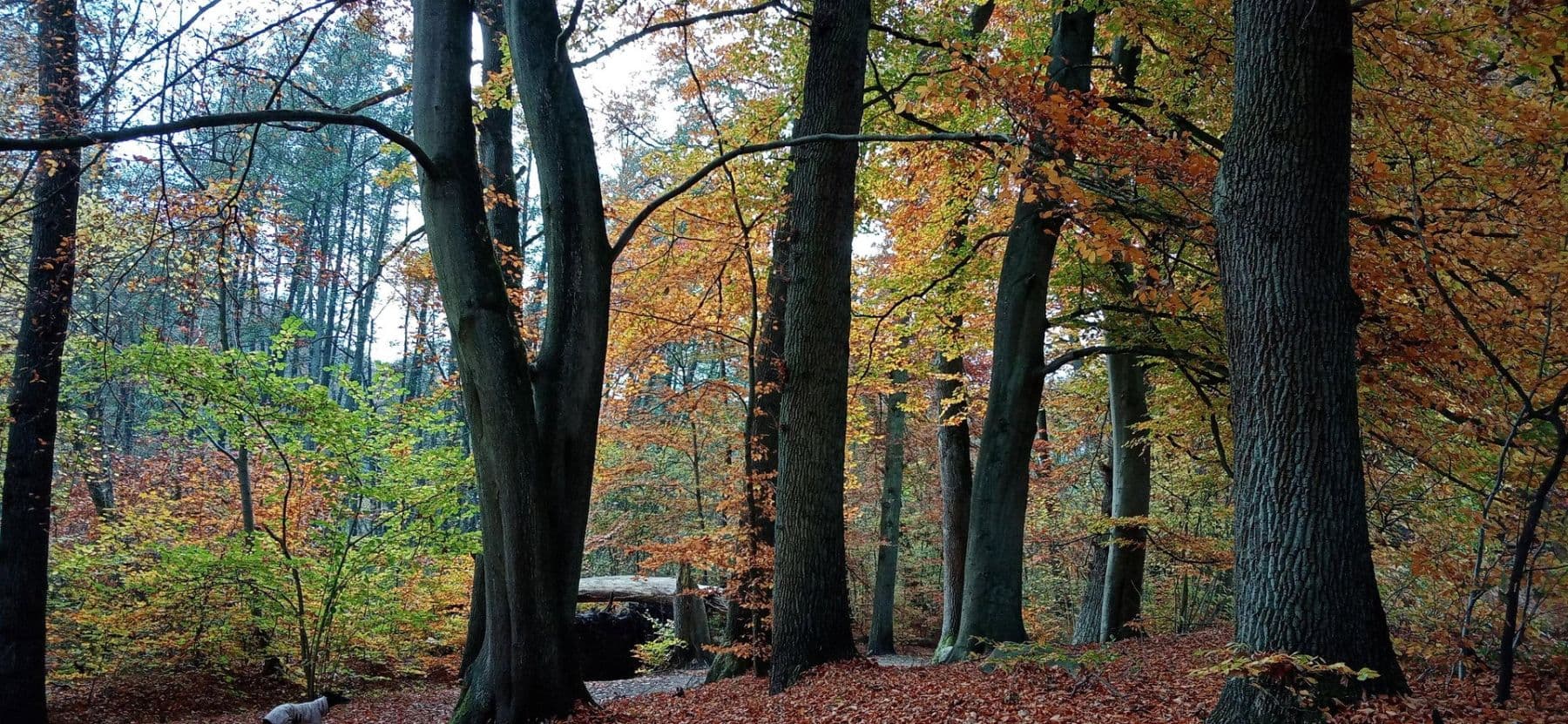 Predaj domu 133 m², pozemek 850 m², Silker Weiche 7, Reinbek, Šlezvicko-Holštajnsko Predaj domu 133 m², pozemek 850 m², Silker Weiche 7, Reinbek, Šlezvicko-Holštajnsko