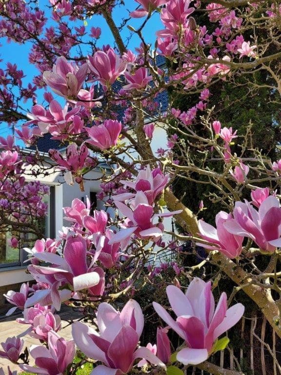 Predaj domu 196 m², pozemek 747 m², Fritz-Henkel-Str. 18, Unkel, Porýnie-Falcko Predaj domu 196 m², pozemek 747 m², Fritz-Henkel-Str. 18, Unkel, Porýnie-Falcko