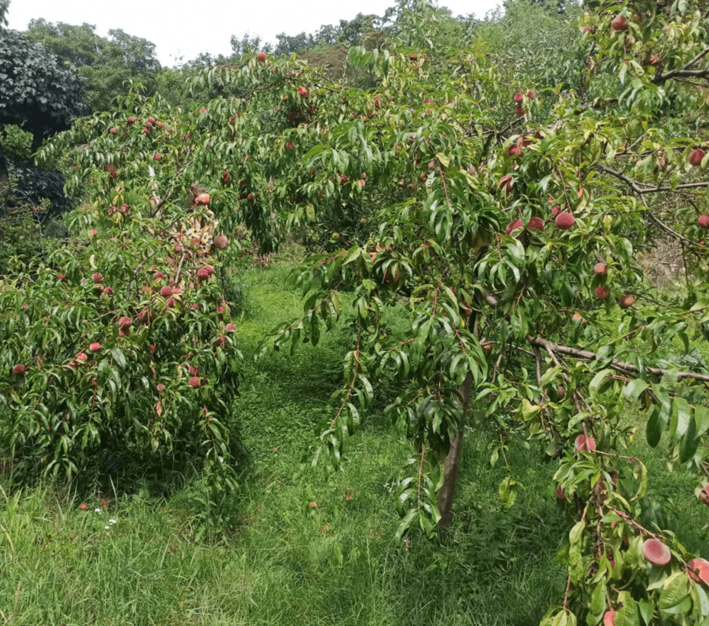 Predaj rekreačného objektu 25 m², pozemek 340 m², Na Okrouhlíku, Praha, Praha Predaj rekreačného objektu 25 m², pozemek 340 m², Na Okrouhlíku, Praha, Praha