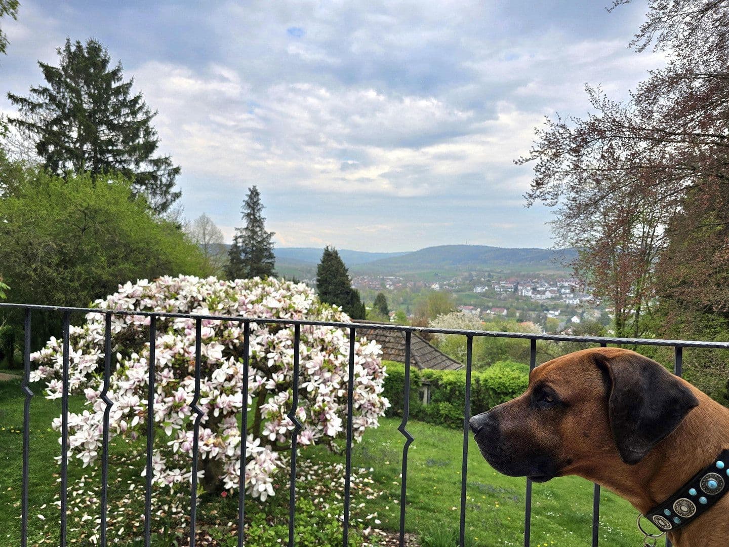 Predaj domu 240 m², pozemek 1.500 m², Hans-Staden-Allee 6, Homberg (Efze), Hesensko Predaj domu 240 m², pozemek 1.500 m², Hans-Staden-Allee 6, Homberg (Efze), Hesensko