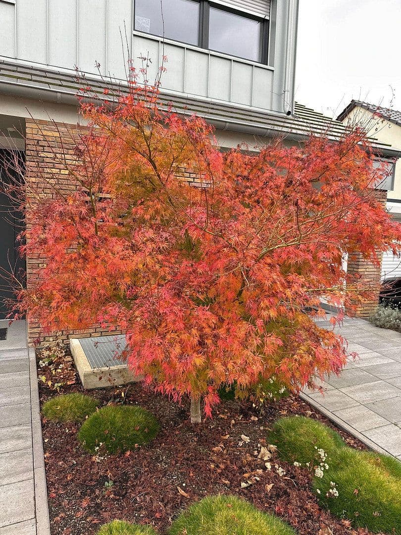 Prenájom bytu 4-izbový 210 m², Koblenz, Porýnie-Falcko Prenájom bytu 4-izbový 210 m², Koblenz, Porýnie-Falcko