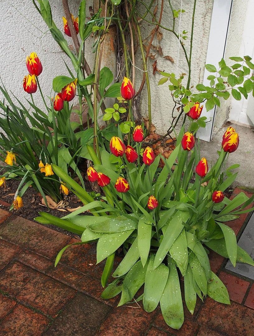 Predaj domu 105 m², pozemek 153 m², Hamburg, Hamburg Predaj domu 105 m², pozemek 153 m², Hamburg, Hamburg