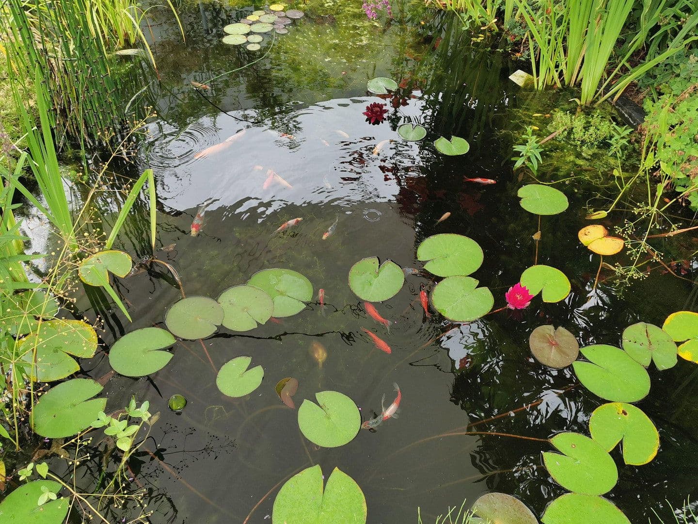 Predaj domu 80 m², pozemek 407 m², Dieburg, Hesensko Predaj domu 80 m², pozemek 407 m², Dieburg, Hesensko