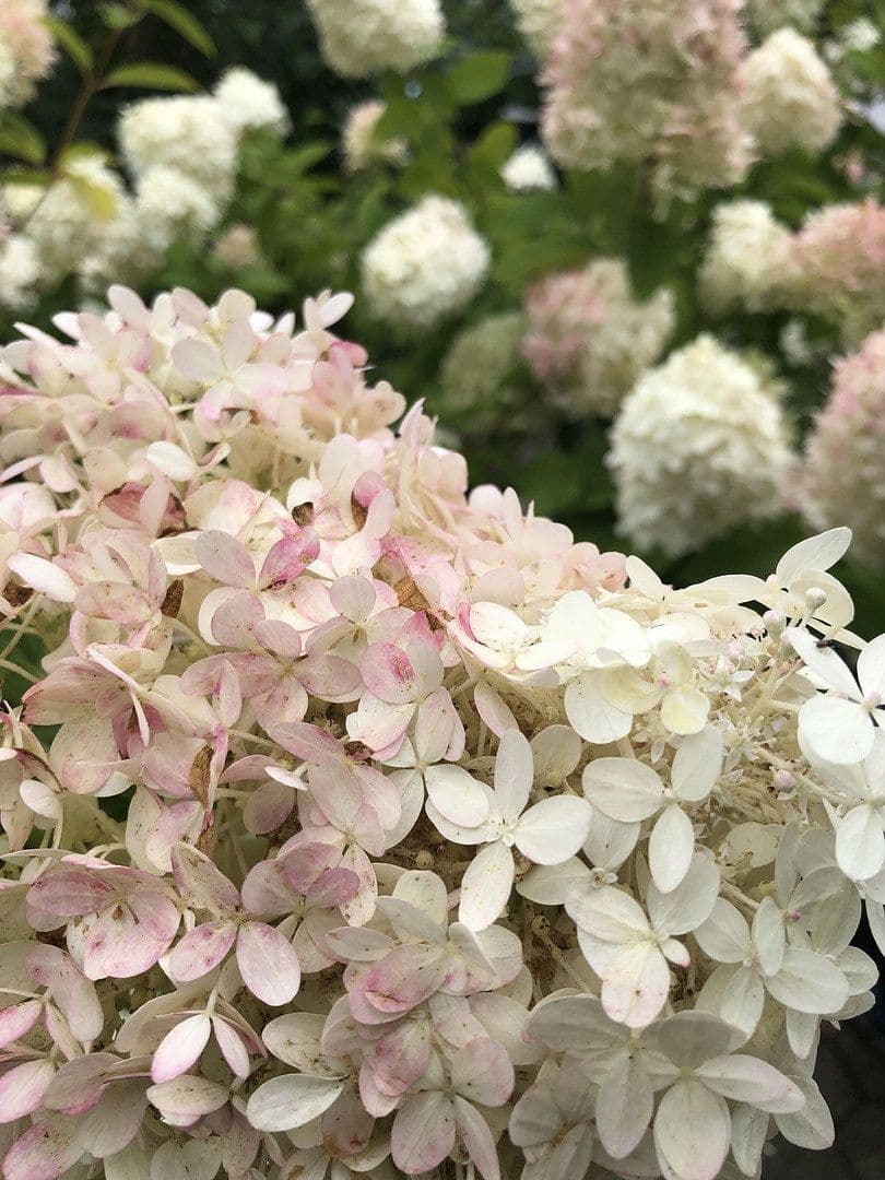 Predaj domu 120 m², pozemek 323 m², Wesel, Severné Porýnie - Westfálsko Predaj domu 120 m², pozemek 323 m², Wesel, Severné Porýnie - Westfálsko