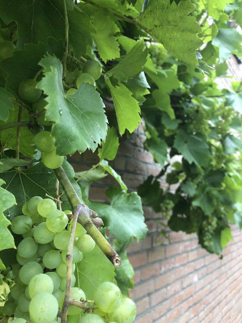 Predaj domu 120 m², pozemek 323 m², Wesel, Severné Porýnie - Westfálsko Predaj domu 120 m², pozemek 323 m², Wesel, Severné Porýnie - Westfálsko