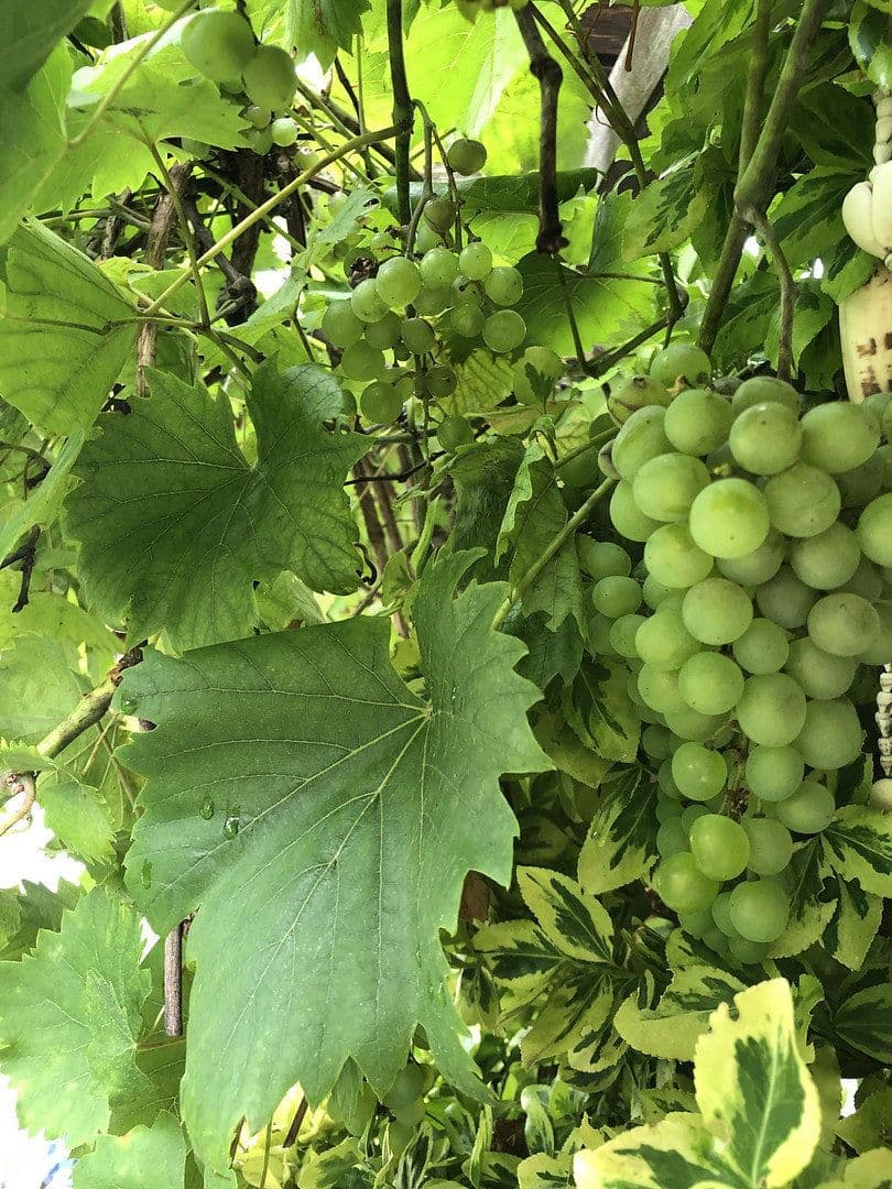 Predaj domu 120 m², pozemek 323 m², Wesel, Severné Porýnie - Westfálsko Predaj domu 120 m², pozemek 323 m², Wesel, Severné Porýnie - Westfálsko