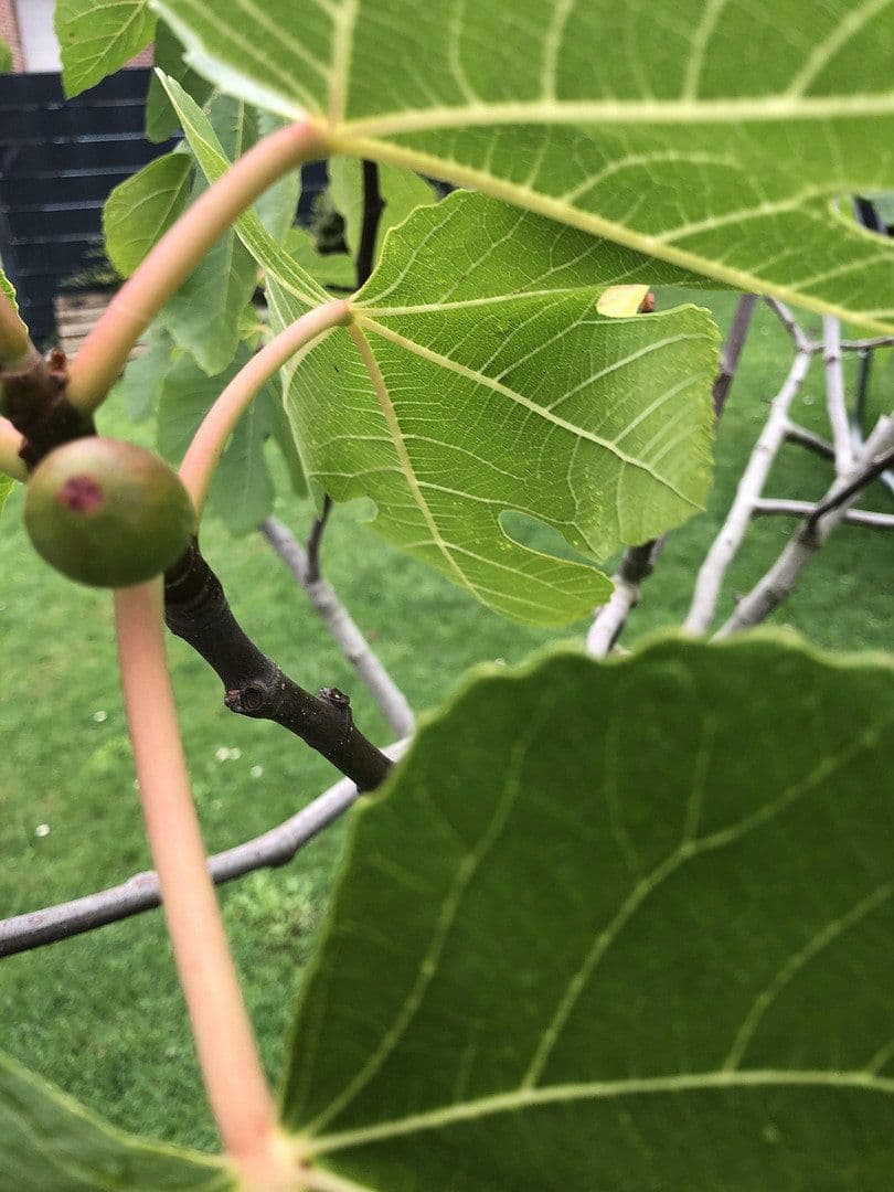 Predaj domu 120 m², pozemek 323 m², Wesel, Severné Porýnie - Westfálsko Predaj domu 120 m², pozemek 323 m², Wesel, Severné Porýnie - Westfálsko