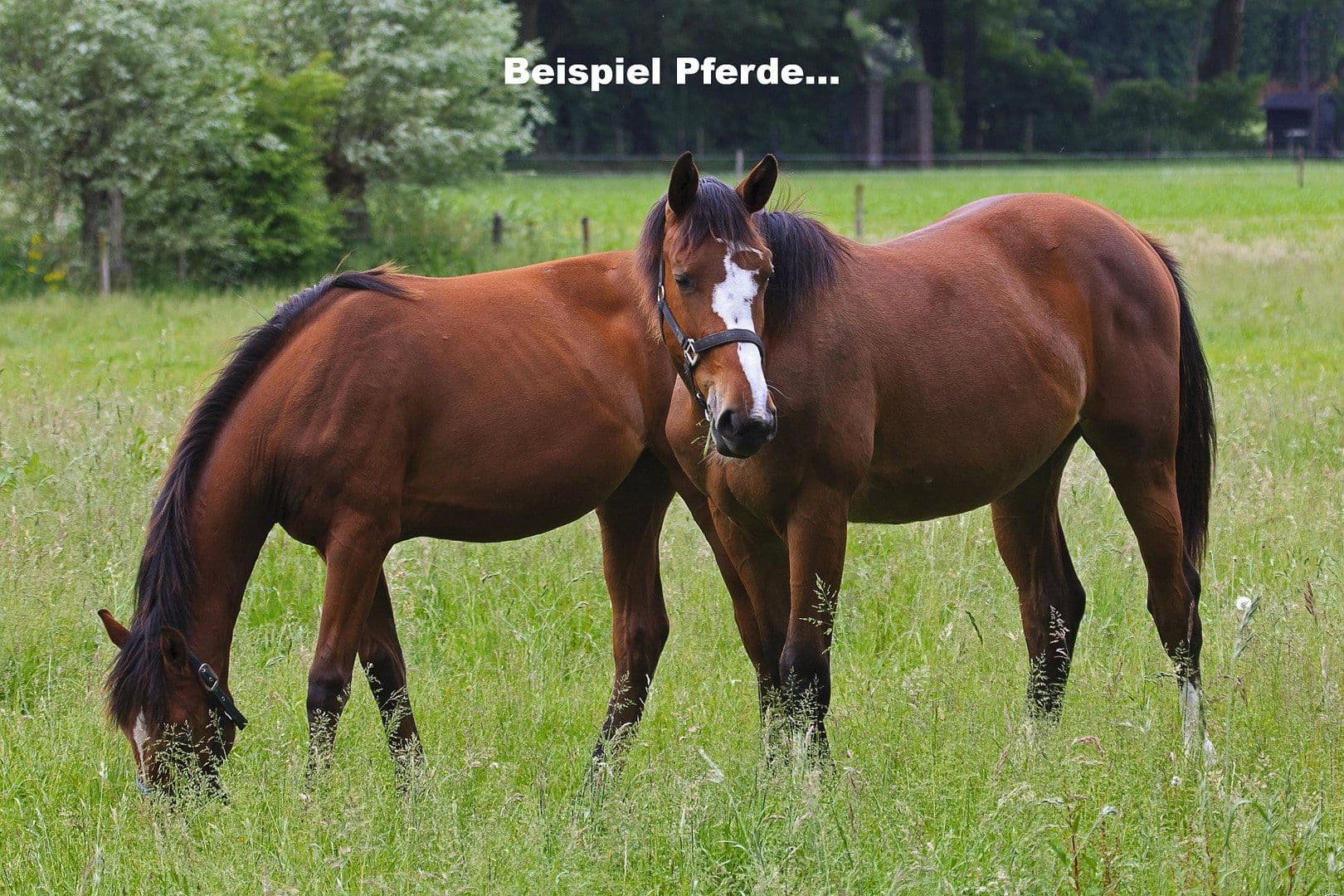 Predaj domu 350 m², pozemek 255.000 m², Ebersberg, Bavorsko Predaj domu 350 m², pozemek 255.000 m², Ebersberg, Bavorsko