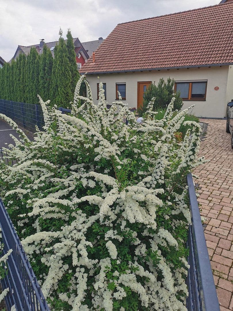 Predaj domu 163 m², pozemek 603 m², Büdingen, Hesensko Predaj domu 163 m², pozemek 603 m², Büdingen, Hesensko