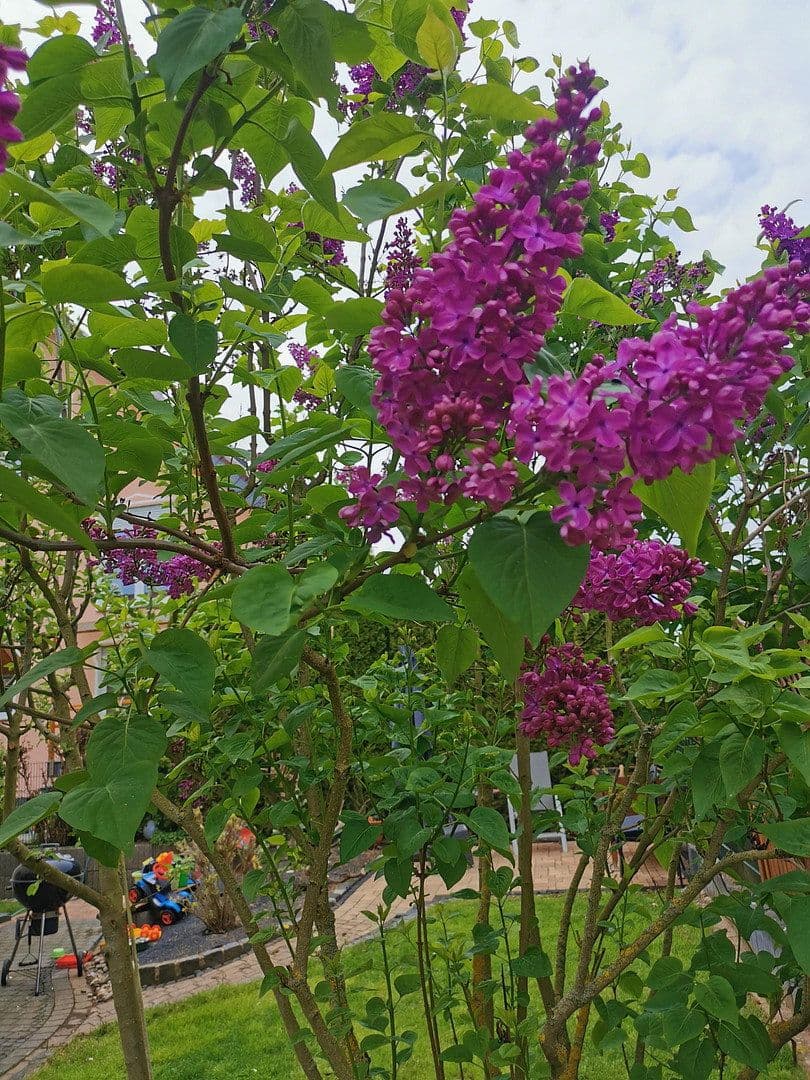 Predaj domu 163 m², pozemek 603 m², Büdingen, Hesensko Predaj domu 163 m², pozemek 603 m², Büdingen, Hesensko