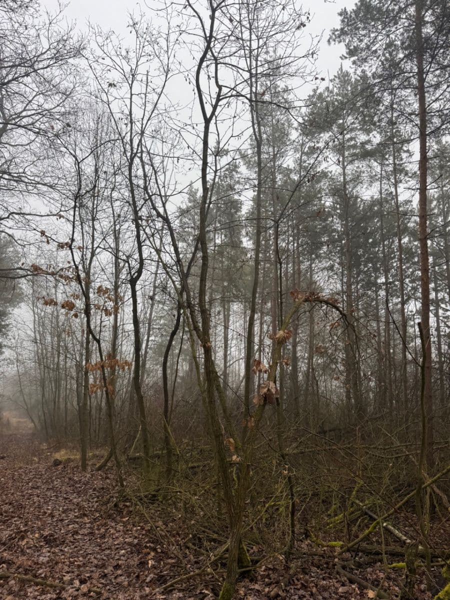 Predaj pozemku 3.854 m², Chotiněves, Ústecký kraj Predaj pozemku 3.854 m², Chotiněves, Ústecký kraj