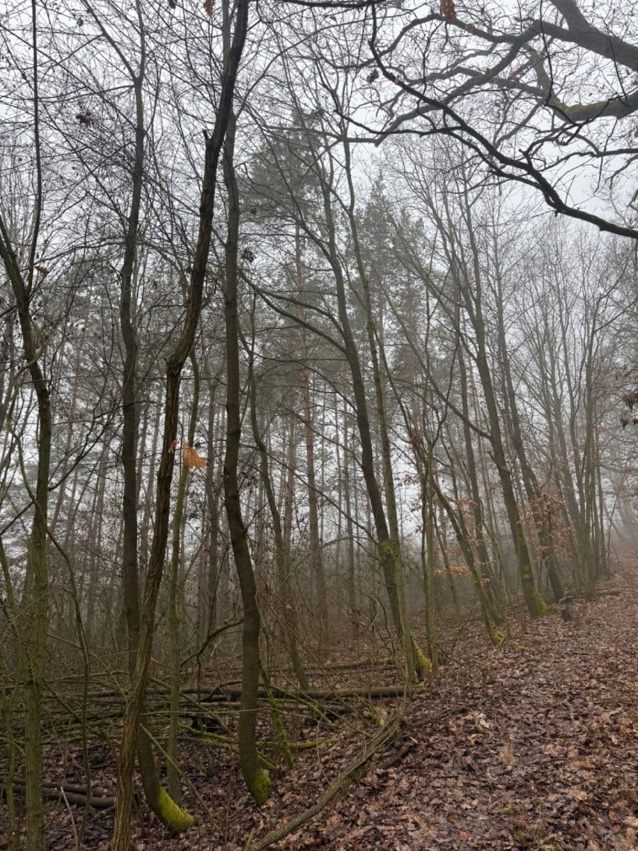 Predaj pozemku 3.854 m², Chotiněves, Ústecký kraj Predaj pozemku 3.854 m², Chotiněves, Ústecký kraj