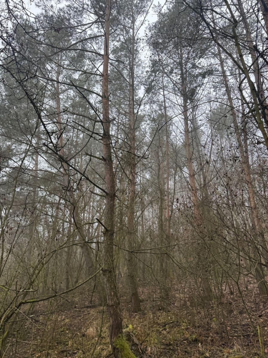 Predaj pozemku 3.854 m², Chotiněves, Ústecký kraj Predaj pozemku 3.854 m², Chotiněves, Ústecký kraj