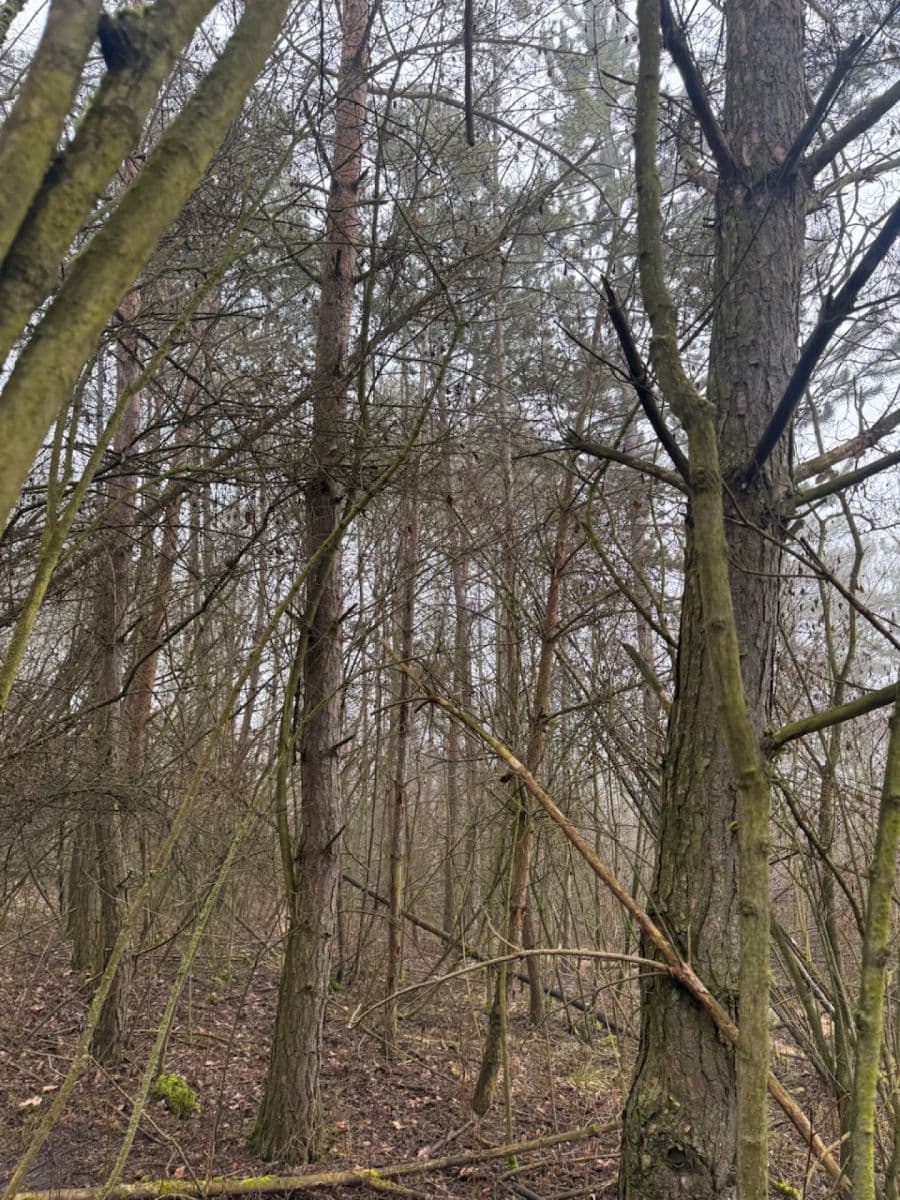 Predaj pozemku 3.854 m², Chotiněves, Ústecký kraj Predaj pozemku 3.854 m², Chotiněves, Ústecký kraj