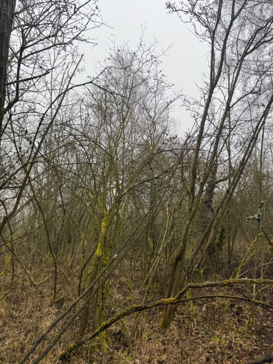 Predaj pozemku 3.854 m², Chotiněves, Ústecký kraj Predaj pozemku 3.854 m², Chotiněves, Ústecký kraj