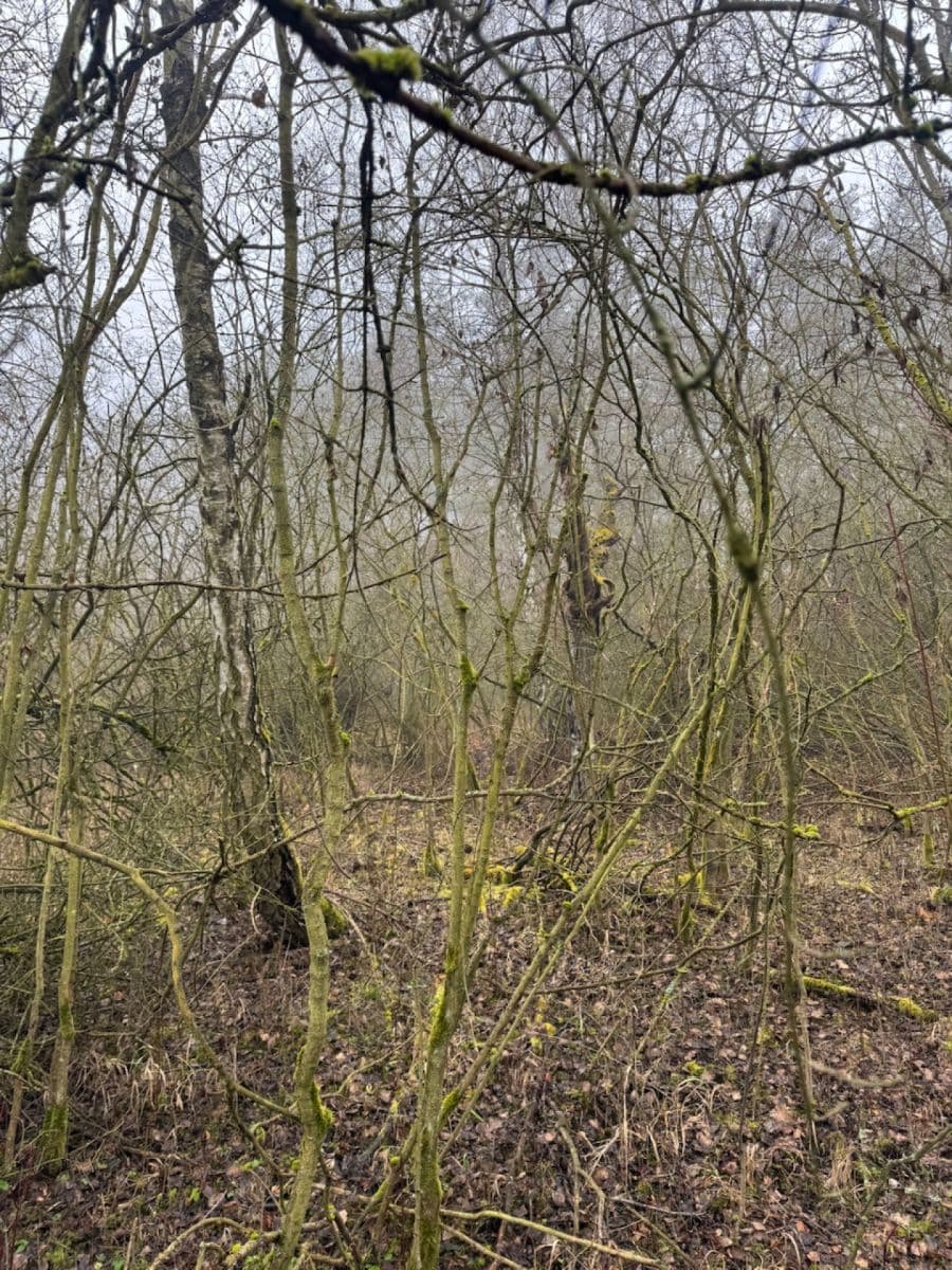 Predaj pozemku 3.854 m², Chotiněves, Ústecký kraj Predaj pozemku 3.854 m², Chotiněves, Ústecký kraj