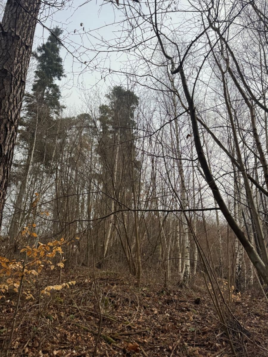 Predaj pozemku 5.829 m², Malá Bystřice, Zlínský kraj Predaj pozemku 5.829 m², Malá Bystřice, Zlínský kraj