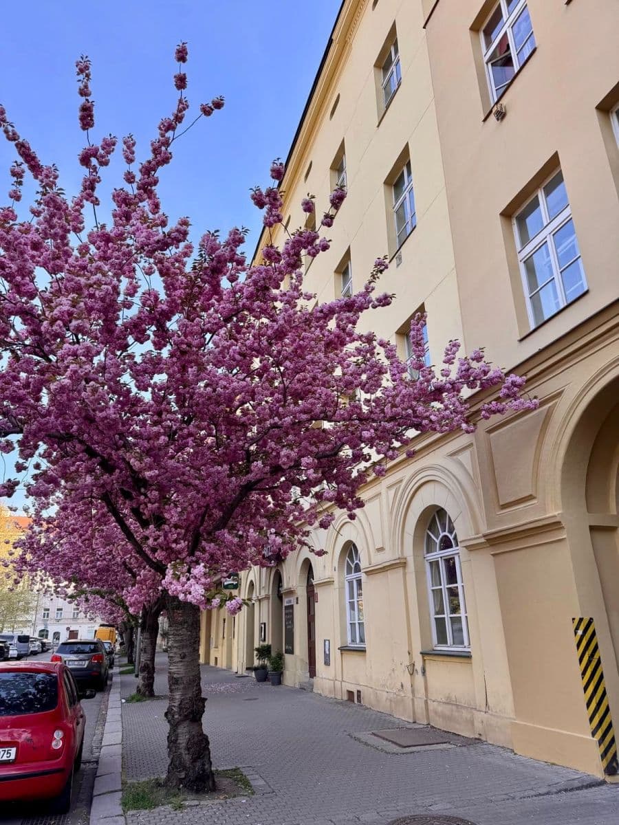 Prenájom bytu 2-izbový 42 m², Karlínské náměstí, Praha, Praha Prenájom bytu 2-izbový 42 m², Karlínské náměstí, Praha, Praha