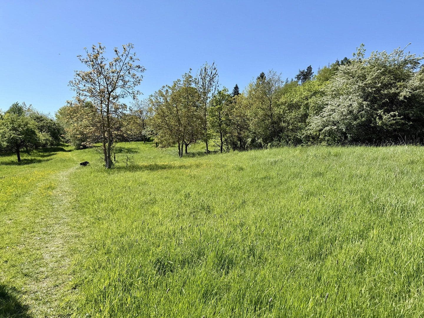 Predaj domu 330 m², pozemek 1.250 m², Birkenweg 22, Wettenberg, Hesensko Predaj domu 330 m², pozemek 1.250 m², Birkenweg 22, Wettenberg, Hesensko