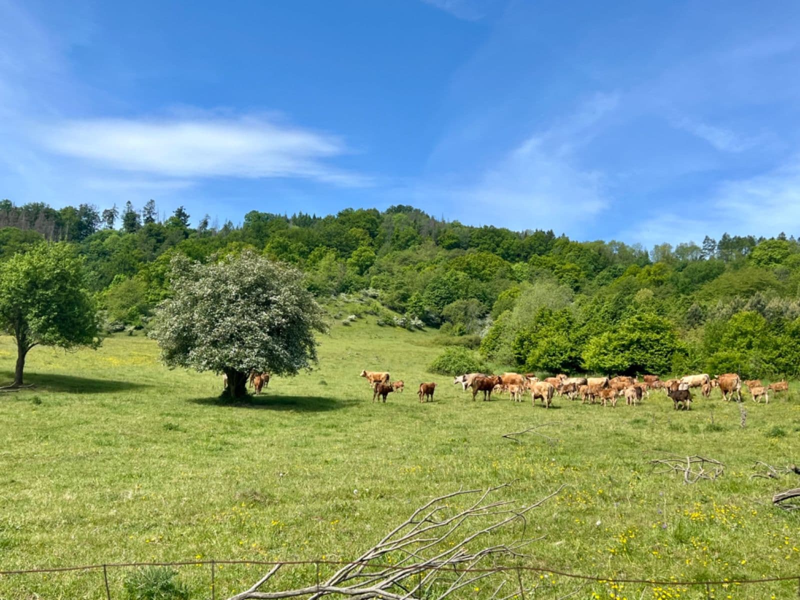 Predaj pozemku 806 m², Česká Lípa, Liberecký kraj Predaj pozemku 806 m², Česká Lípa, Liberecký kraj