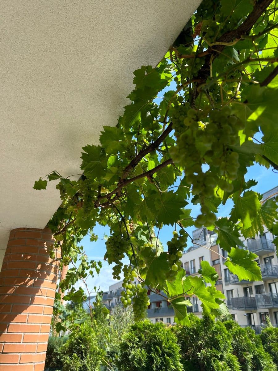 Prenájom bytu 2-izbový 61 m², Lindleyova, Praha, Praha Prenájom bytu 2-izbový 61 m², Lindleyova, Praha, Praha