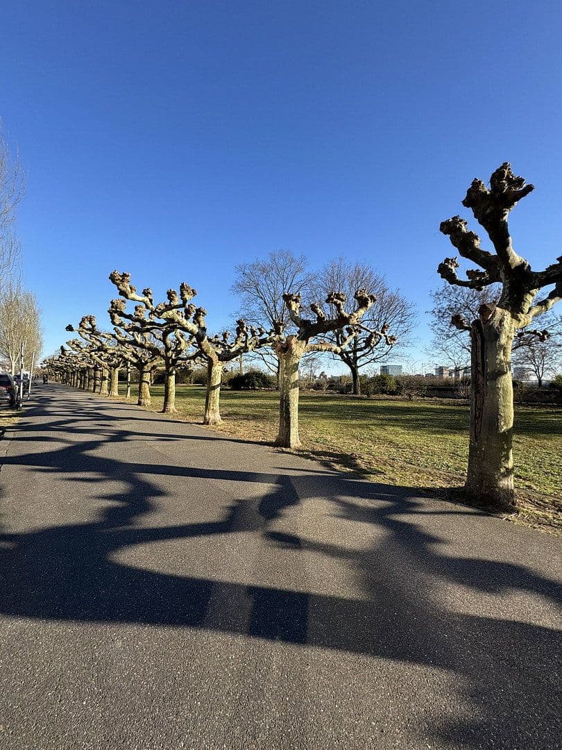 Prenájom bytu 3-izbový 90 m², Rheinallee 137, Düsseldorf, Severné Porýnie - Westfálsko Prenájom bytu 3-izbový 90 m², Rheinallee 137, Düsseldorf, Severné Porýnie - Westfálsko