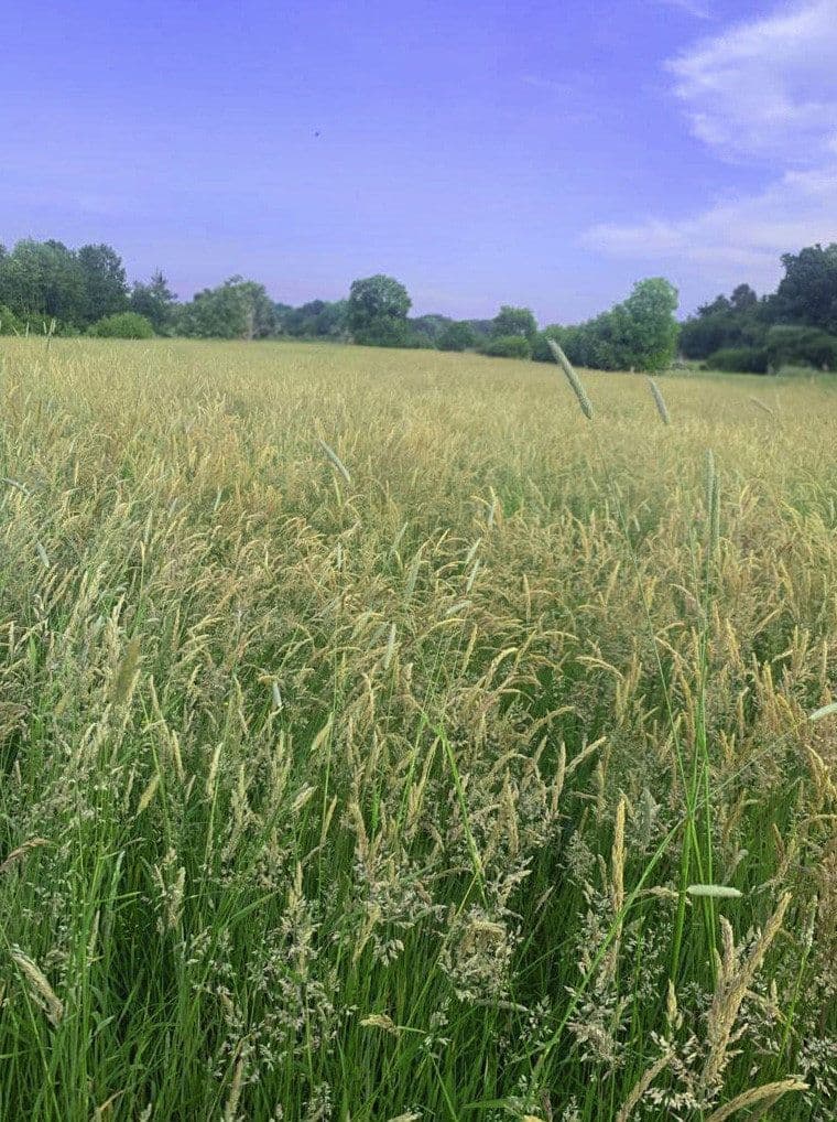 Prenájom pozemku 14.000 m², Hohenwestedt, Šlezvicko-Holštajnsko Prenájom pozemku 14.000 m², Hohenwestedt, Šlezvicko-Holštajnsko