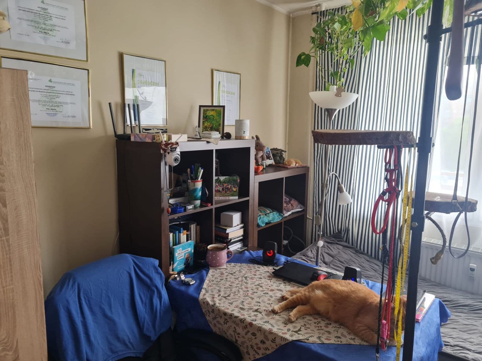 Prenájom bytu 1-izbový 36 m², Jesenická, Plzeň, Plzeňský kraj Prenájom bytu 1-izbový 36 m², Jesenická, Plzeň, Plzeňský kraj