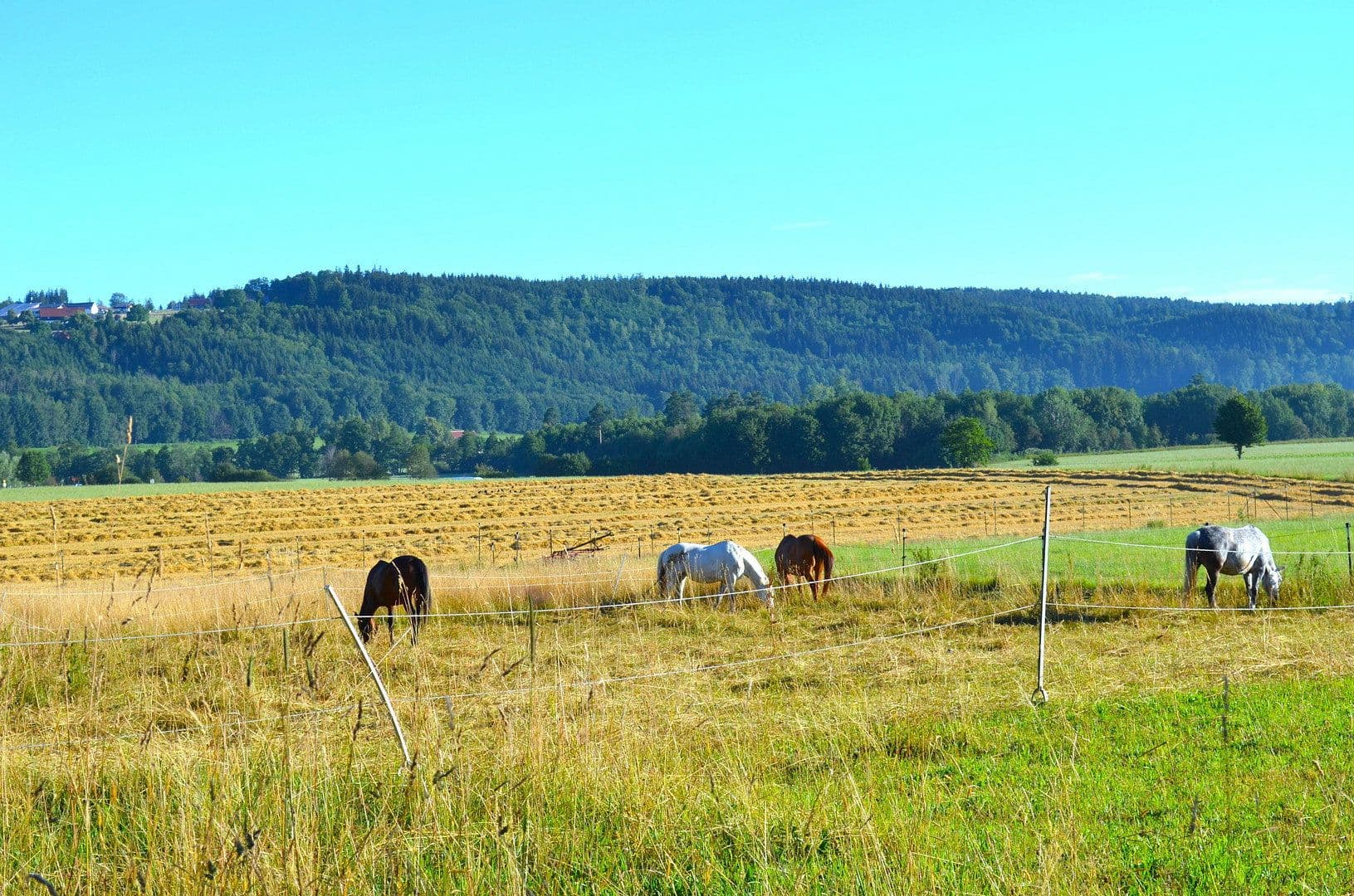Predaj pozemku 15.000 m², Leutkirch im Allgäu, Bádensko-Wurttembersko Predaj pozemku 15.000 m², Leutkirch im Allgäu, Bádensko-Wurttembersko