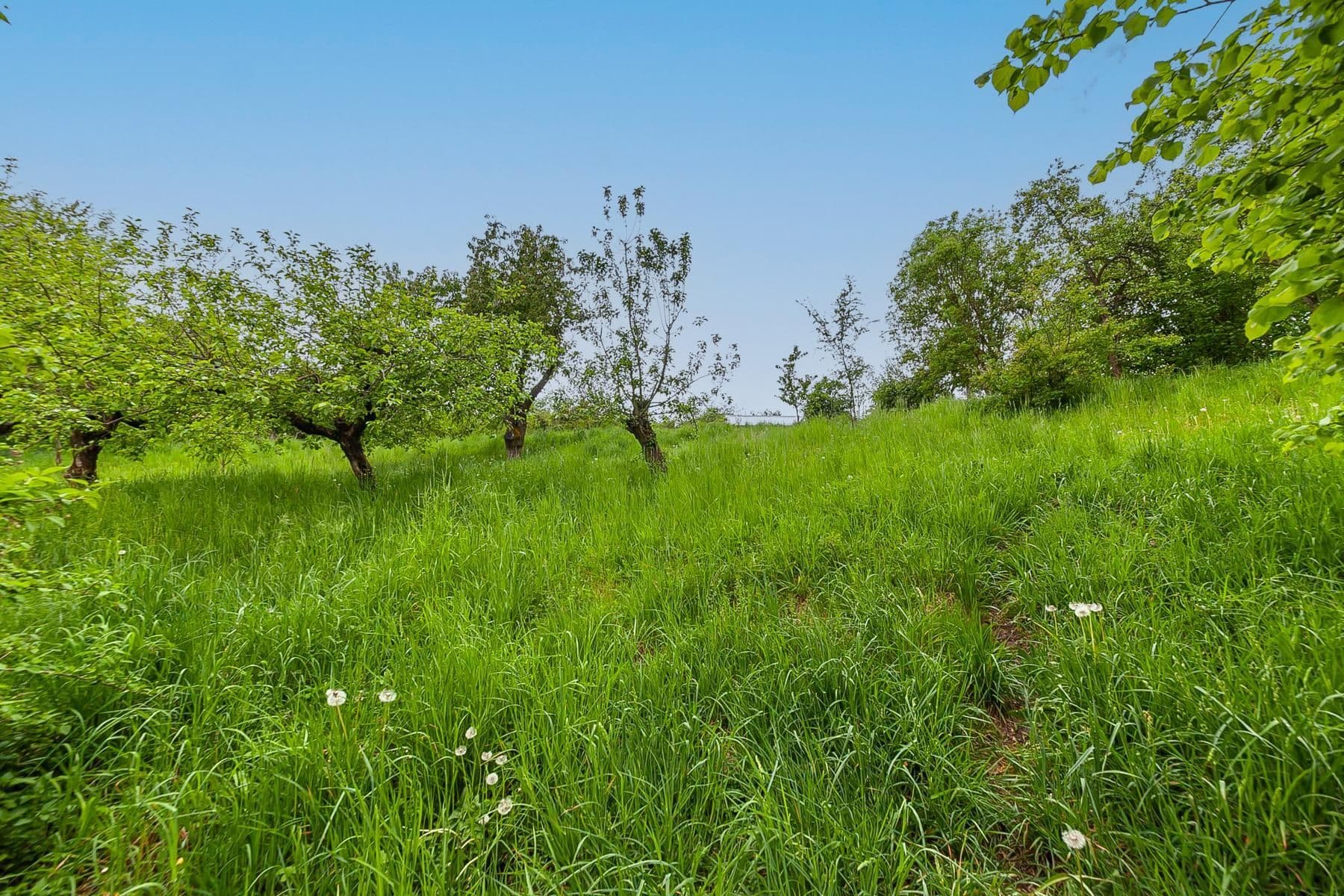 Predaj domu 196 m², pozemek 3.460 m², Staré Hrady, Královéhradecký kraj Predaj domu 196 m², pozemek 3.460 m², Staré Hrady, Královéhradecký kraj