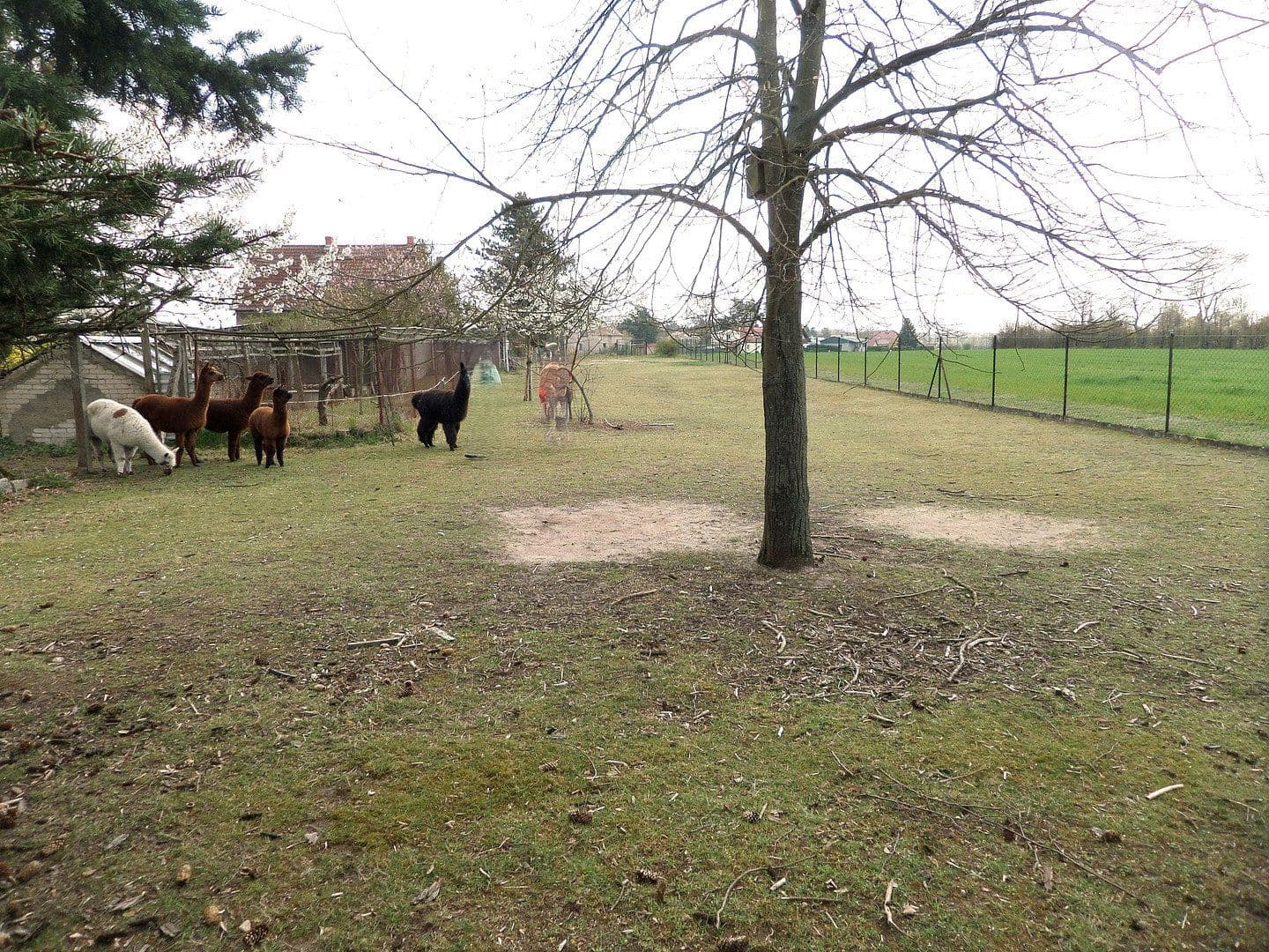 Predaj domu 79 m², pozemek 3.085 m², Doberlug-Kirchhain, Brandenbursko Predaj domu 79 m², pozemek 3.085 m², Doberlug-Kirchhain, Brandenbursko