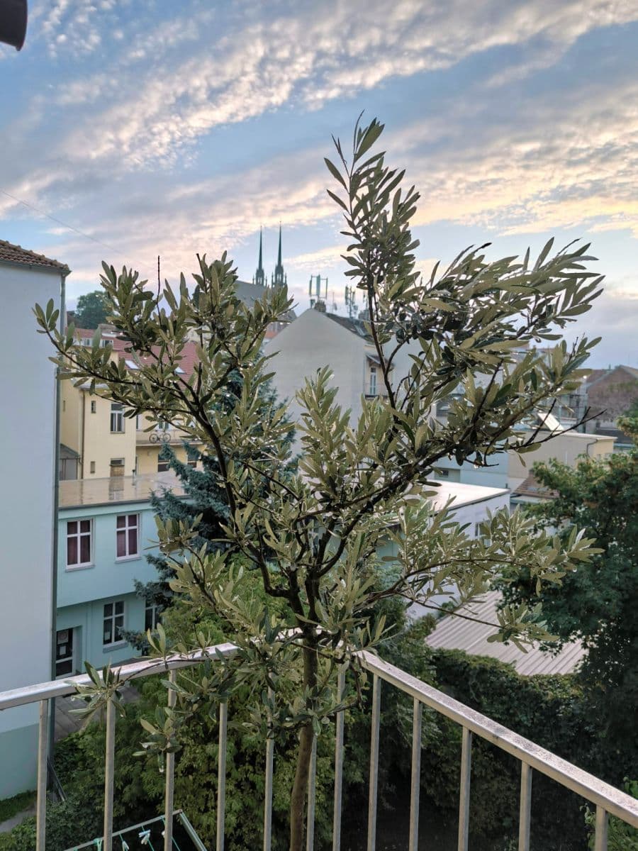 Prenájom bytu 3-izbový 78 m², Bezručova, Brno, Jihomoravský kraj Prenájom bytu 3-izbový 78 m², Bezručova, Brno, Jihomoravský kraj