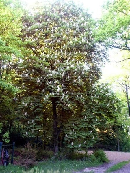 Prenájom bytu 2-izbový 68 m², Schneverdingen, Dolné Sasko Prenájom bytu 2-izbový 68 m², Schneverdingen, Dolné Sasko