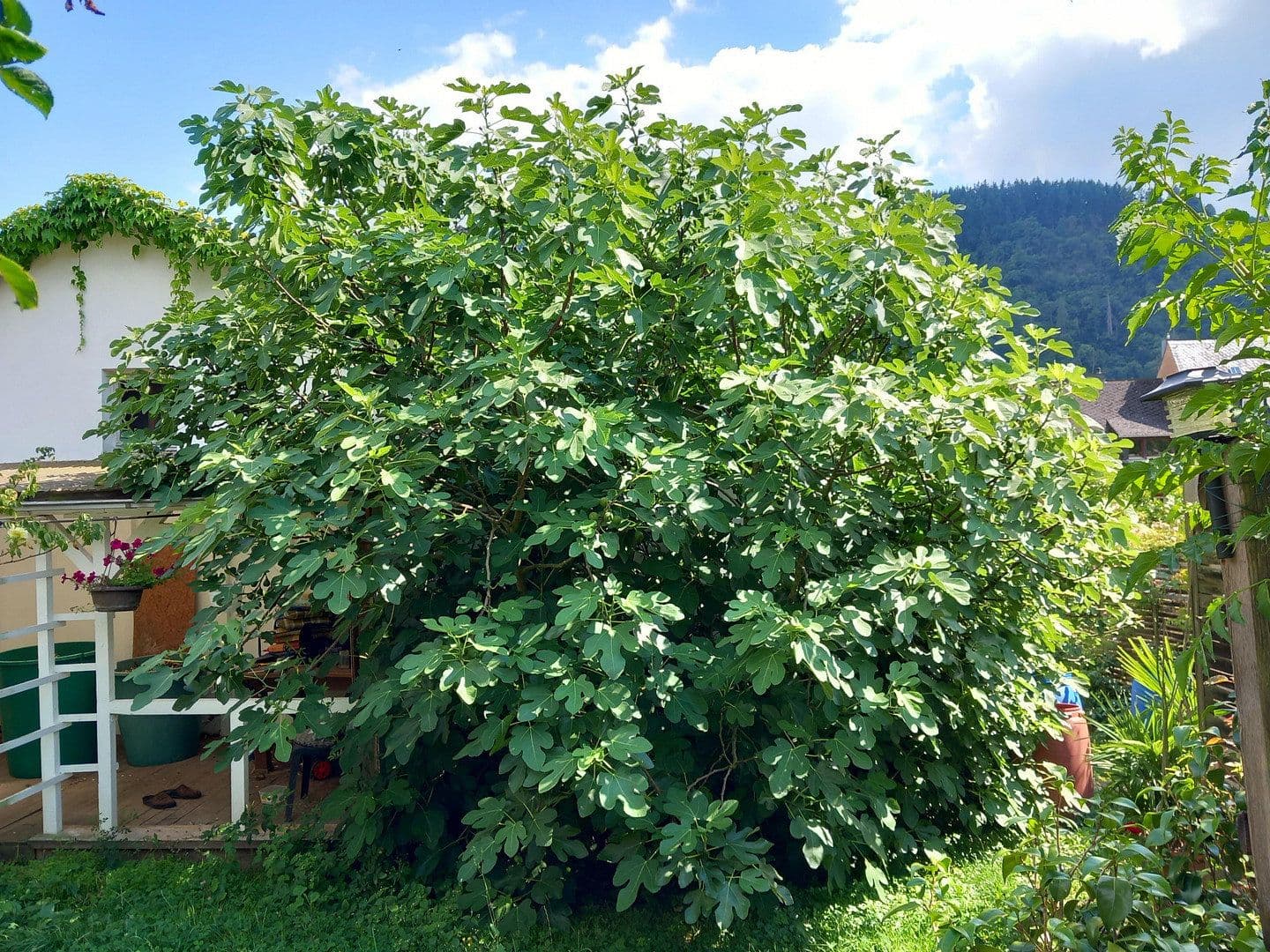 Predaj domu 255 m², pozemek 1.374 m², Traben-Trarbach, Porýnie-Falcko Predaj domu 255 m², pozemek 1.374 m², Traben-Trarbach, Porýnie-Falcko