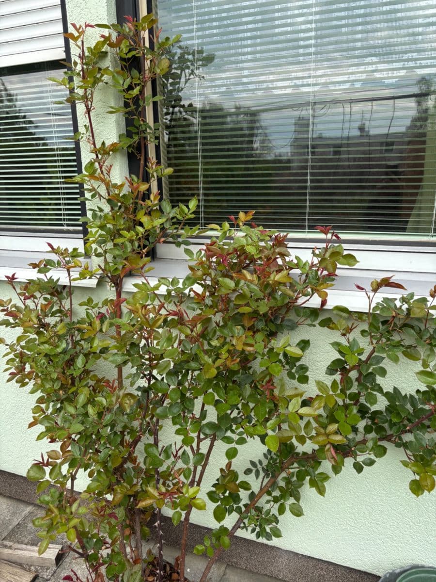 Predaj domu 150 m², pozemek 213 m², Opavská, Rýmařov, Moravskoslezský kraj Predaj domu 150 m², pozemek 213 m², Opavská, Rýmařov, Moravskoslezský kraj