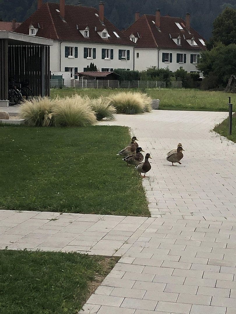 Prenájom bytu 3-izbový 90 m², Kinzigstraße 33, Hausach, Bádensko-Wurttembersko Prenájom bytu 3-izbový 90 m², Kinzigstraße 33, Hausach, Bádensko-Wurttembersko