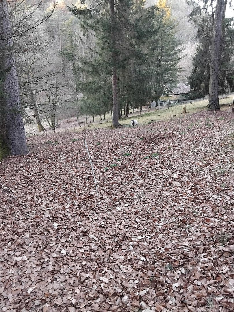 Predaj domu 180 m², pozemek 6.000 m², Lemberg, Porýnie-Falcko Predaj domu 180 m², pozemek 6.000 m², Lemberg, Porýnie-Falcko