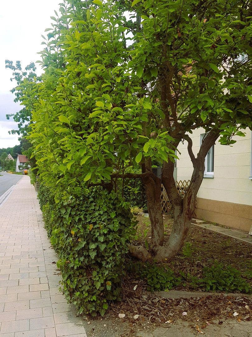 Predaj domu 91 m², pozemek 247 m², Windsbach, Bavorsko Predaj domu 91 m², pozemek 247 m², Windsbach, Bavorsko